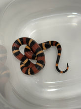 Load image into Gallery viewer, Apricot Pueblan Milk Snake- (MS3)
