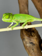 Load image into Gallery viewer, PREORDER: FEMALE Veiled Chameleons
