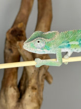 Load image into Gallery viewer, Ambilobe male panther chameleon: Flash x Opal (E23)
