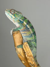 Load image into Gallery viewer, AMBILOBE Panther Chameleon: (E19)
