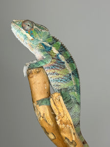 AMBILOBE Panther Chameleon: (E19)