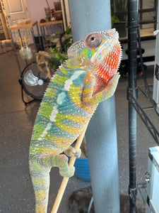 AMBILOBE Panther Chameleon: (E22)
