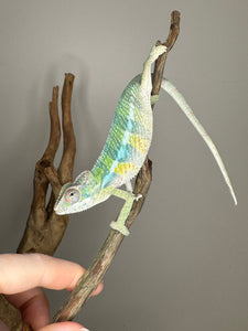 AMBILOBE Panther Chameleon: (E1)