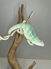 Load image into Gallery viewer, AMBILOBE Panther Chameleon: (E1)
