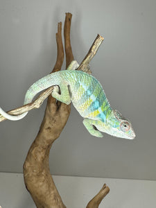 AMBILOBE Panther Chameleon: (E1)