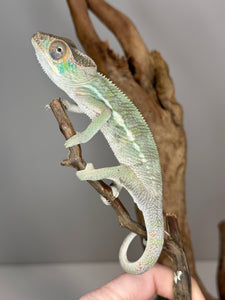 SURPRISE! Panther Chameleon: (E32)