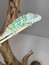 Load image into Gallery viewer, Ambilobe Male Panther Chameleon: Flash x Opal (E18)
