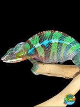 Load image into Gallery viewer, AMBILOBE Panther Chameleon male: (E6)
