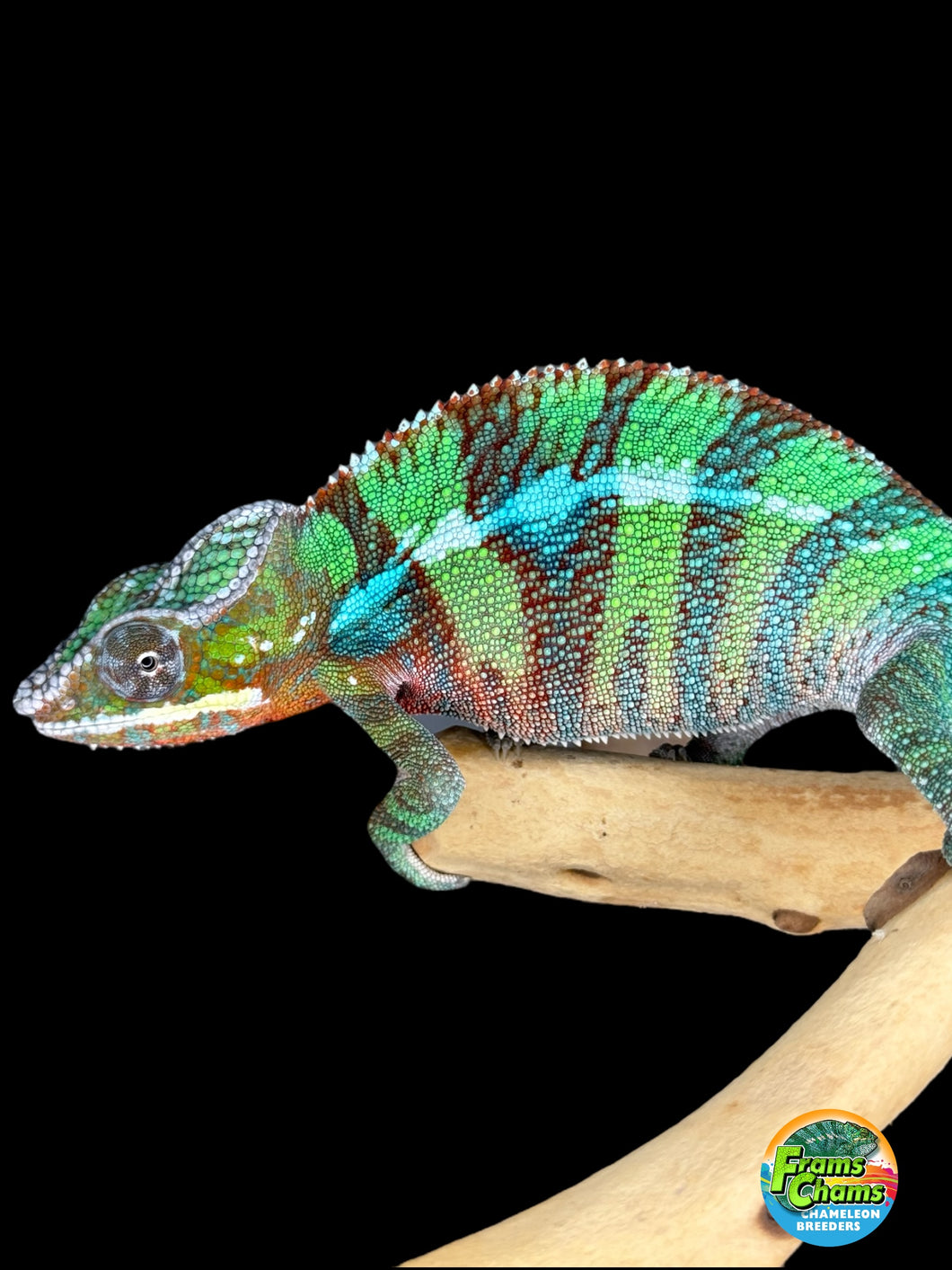 AMBILOBE Panther Chameleon male: (E6)