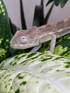 AMBILOBE male panther chameleon: Flash x Opal (R5)