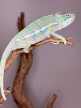 Load image into Gallery viewer, AMBILOBE Panther Chameleon: (E7)
