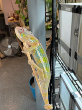 Load image into Gallery viewer, AMBILOBE Panther Chameleon: (E35)
