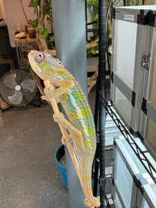 AMBILOBE Panther Chameleon: (E35)
