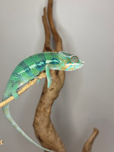 Load image into Gallery viewer, AMBILOBE Panther Chameleon: (E11)
