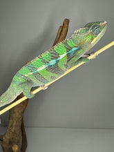 Load image into Gallery viewer, AMBILOBE Male Panther Chameleon: (E7)
