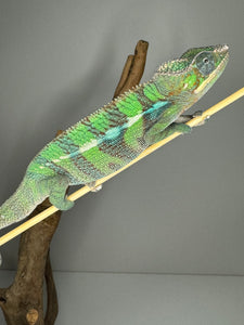 AMBILOBE Panther Chameleon male: (E6)