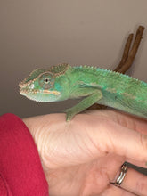 Load image into Gallery viewer, AMBILOBE Panther Chameleon: (E9)
