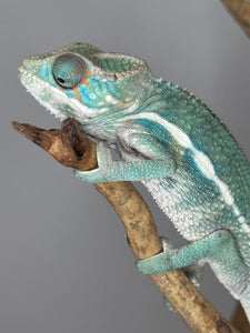 SURPRISE! Panther Chameleon: (E7)