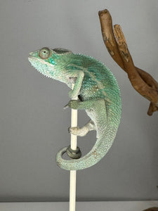 AMBILOBE Panther Chameleon: (E7)