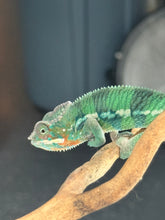 Load image into Gallery viewer, AMBILOBE Panther Chameleon: (E11)
