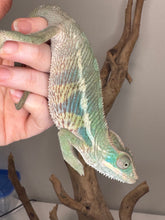 Load image into Gallery viewer, AMBILOBE Panther Chameleon: (E14)
