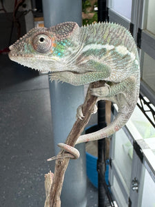 SURPRISE! Panther Chameleon: (E32)