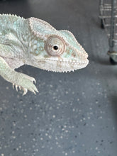 Load image into Gallery viewer, AMBILOBE FEMALE Panther Chameleon: 🚺 (E30)
