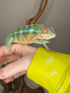 AMILOBE Panther Chameleon: (E32)