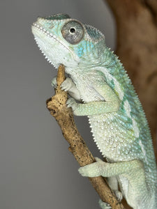 AMBILOBE Panther Chameleon: (E22)