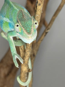 AMBILOBE Panther Chameleon: (E7)