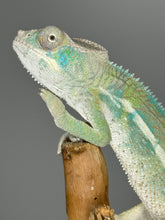 Load image into Gallery viewer, AMBILOBE Panther Chameleon male: (E25)
