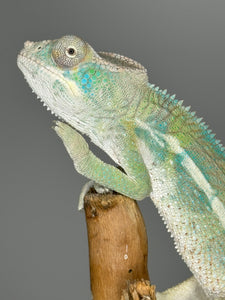 AMBILOBE Panther Chameleon male: (E25)