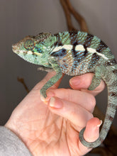Load image into Gallery viewer, 💙 Ambanja Panther Chameleon – Young Male with Emerging Blue Tones | (E8)
