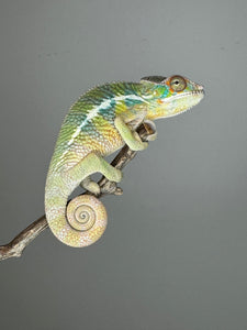 AMBILOBE Panther Chameleon: (E6)