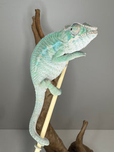 AMBILOBE Male Panther Chameleon: (E24)