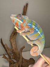 Load image into Gallery viewer, AMBILOBE Panther Chameleon: (E23)
