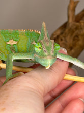 Load image into Gallery viewer, FEMALE Veiled Chameleon (I10)
