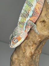 Load image into Gallery viewer, AMBILOBE Panther Chameleon male: (E7)
