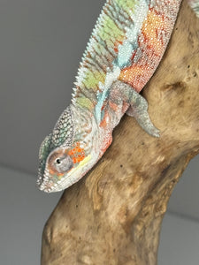 AMBILOBE Panther Chameleon male: (E7)