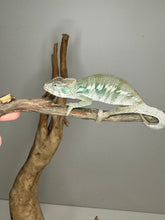 Load image into Gallery viewer, AMBILOBE Panther Chameleon: (E12)
