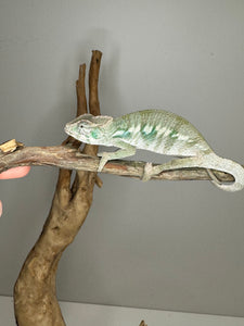 AMBILOBE Panther Chameleon: (E12)