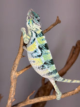 Load image into Gallery viewer, AMBILOBE Panther Chameleon: (E5)
