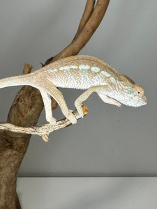 AMBILOBE FEMALE Panther Chameleon: 🚺 (S12)