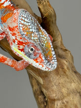 Load image into Gallery viewer, AMBILOBE Male Panther Chameleon: (J3)
