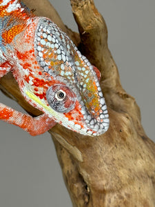 AMBILOBE Male Panther Chameleon: (J3)