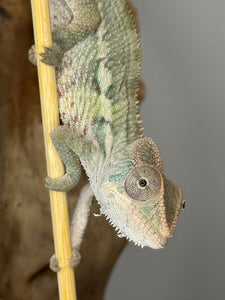 AMBILOBE Panther Chameleon male: (E4)