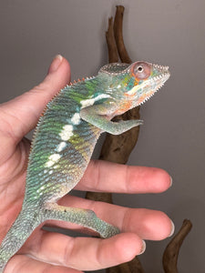AMBILOBE Panther Chameleon: (E11)