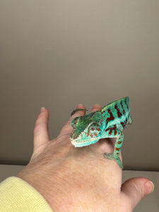 AMBANJA Panther Chameleon: (E8)