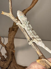 Load image into Gallery viewer, AMBILOBE FEMALE Panther Chameleon: 🚺 (Q19)
