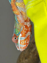 Load image into Gallery viewer, AMBILOBE Panther Chameleon: (J4)
